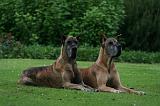 DOGUE ALLEMAND 854